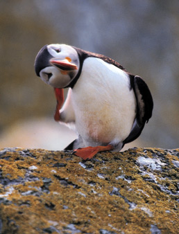 9004262_puffin_a.jpg